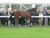 Frankel5.jpg