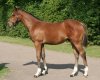 Frankel%20(Foal).jpg