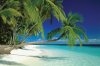 Palm Trees Maldives.jpg