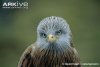 Red-kite.jpg