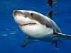 shark.jpg
