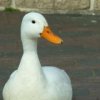 duckface1.jpg