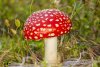 poisonous-mushrooms-dogs-fly-agaric.jpg