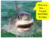 shark0011.jpg