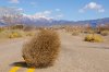 tumbleweed.jpg