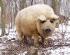 mangalitsa-furry-pigs-hairy-sheep-37__700.jpg