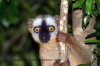 La_Red_Fronted_Brown_Lemur.jpg