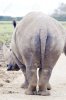 18596440-Rhinoceros-big-rear-end-showing-texture-of-skin-Stock-Photo.jpg