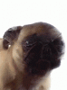200w.gif