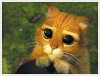 Please-dont-cry-cute-kittens-22236660-200-152.jpg