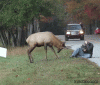 deer-me.gif
