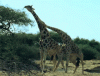 funny-gifs-giraffe-head-butt.gif