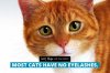 fact29-most-cats-have-no-eyelashes.jpg