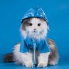 2-cute-cat-in-raincoat-6.jpg