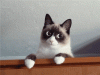 IJTvVon.gif