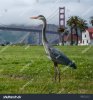 stock-photo-crane-grus-in-front-of-golden-gate-bridge-san-francisco-california-409666702.jpg