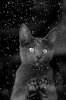 a82caaebd70db10da25b3cc655d078cc--rain-go-away-cat-paws.jpg