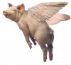 flying pig.jpg