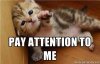 82e42eb3bfae7a14101c8ecf1c8a2da7--funny-animals-adorable-animals.jpg
