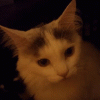 9743D2C0-D6F8-4431-8406-F49CF1995FB9.gif