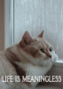 D7049992-EA2E-4912-AA50-CF2800A29DB7.gif