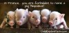 Random-Facts-Pig-names.jpg