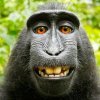 85730600_monkey2.jpg