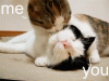 tenor (30).gif