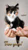 tenor (43).gif