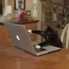 tenor (61).gif