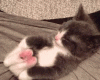 tenor (70).gif