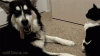 tenor (82).gif