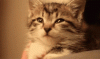 3551434F-863B-4354-AE00-DC739657A490.gif