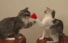 Two-cats-boxing-glows-fight-fuuny-view.gif