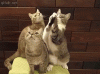 tenor.gif