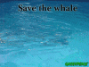 animated-whale-image-0035.gif