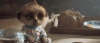tenor (8).gif