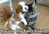 tenor (13).gif