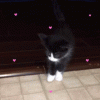 tenor (3).gif