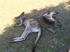 lazing-in-the-shade-from.jpg