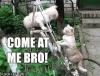 tenor (11).gif