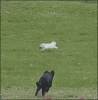 ben.gif