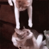 tenor (8).gif
