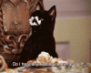 can-cats-eat-cake-do-cats-eat-cakes-do-bats-bake-cats-page-2-birthday-cakes.gif