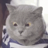 tenor (12).gif
