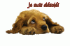 524f4582.gif