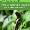 c089c6d3e19e097028785aaac614ebe9--wtf-fun-facts-crazy-facts.jpg