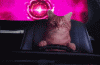 tenor.gif
