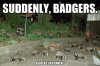 b449e98a8b5cf811df27a45c1b8ff7e2--badger-badger-mushroom-badger-badger-badger.jpg
