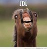funny-horse.jpg